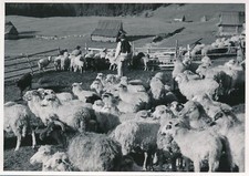 Foto, Nachl. Karl Gissenler, allevamento di pecore sulla malga a Kasprowy Wie...