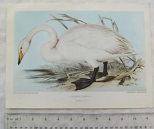 Vintage illustration: Cygnus Cygnus/ Spheniscuns Mendiculus