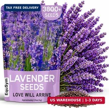 Lavender Seeds for Planting - 3800 English Lavender Seeds for Indoor  Outdoor,