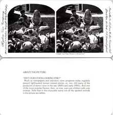 YOUNG BOY AND GIRL PLAY WITH THEIR WHITE AND SPOTTED RABBITS Stereoview la#_27