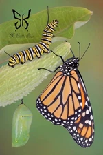 Monarch caterpillars (live), Butterfly, With Enclosure