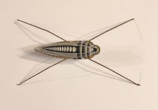 VTG Grasshopper Litho Tin Toy