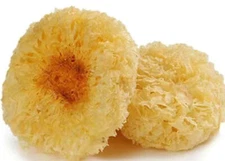 NY Herb Shop Dried Tremella Mushroom | Bulk Wholesale Snow Fungus