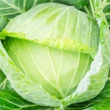 Golden Acre Cabbage Seeds  | NON-GMO Cabbage Seeds | Fresh Heirloom Garden Seeds