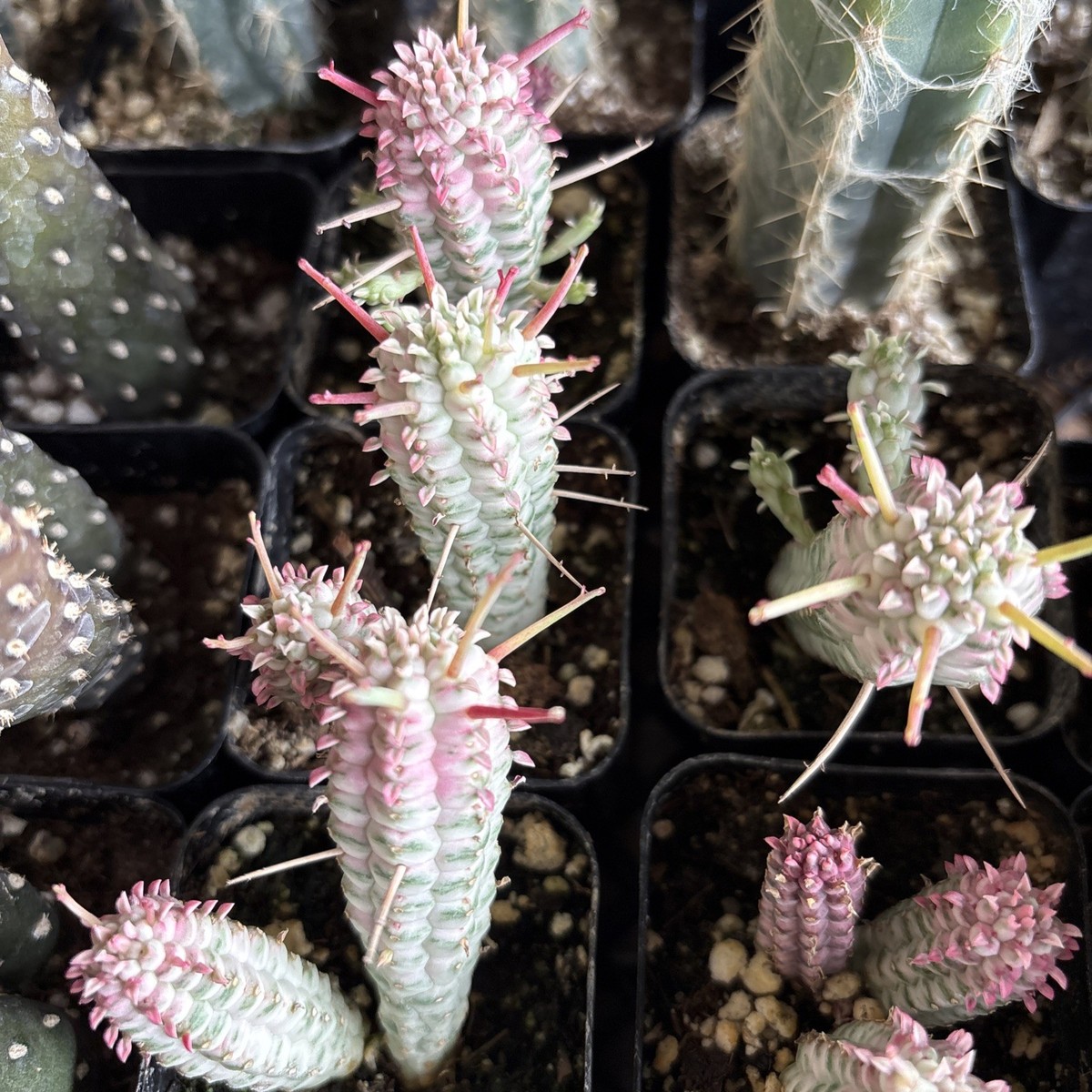RARE PINK EUPHORBIA MAMMILLARIS VARIEGATA - INDIAN CORN COB - 2" ROOTED  PLANT | eBay