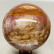 Natural Petrified Wood Polished Stone Quartz Crystal Sphere Ball Healing 1840G