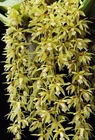 Coelogyne rochussenii, Fragrant, Orchid Species, Large Orchid Plant, RARE