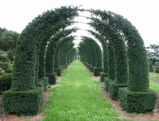 English Yew, Taxus baccata, Shrub Seeds