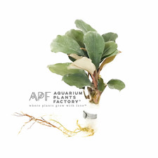 Bucephalandra Belindae Buce Aquarium Plants Factory