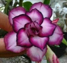 4 NEW White Purple Desert Rose Seeds Adenium Obesum Flower Perennials