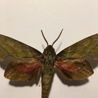 Real Butterfly/Moth Spread B2092 Rare Sphingidae Sps Hawk Moth