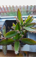 kalanchoe pinnata daigremontiana Cathedral Bells live plant