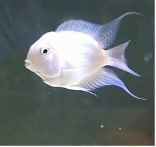 4x Juvenile Platinum Parrot Convict Cichlid live fish 