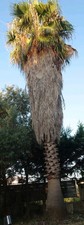 Palma Washingtonia Robusta di circa 10mt.