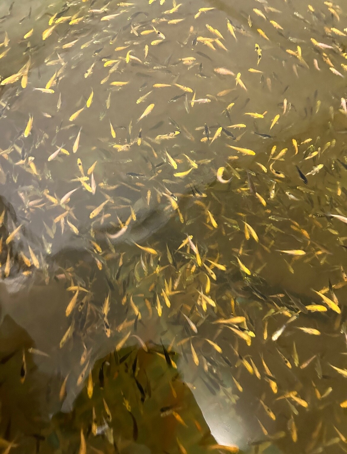 koi carp fry x100’ baby carp fry 68 weeks koi fry carp mix of types delivered eBay