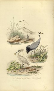 Détails Sur Buffon Animaux Gravure 1856 Planche Couleurs Traviès Oiseaux Aigrette Grue