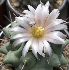 Thelocactus Rinconensis Cactus plant SB301