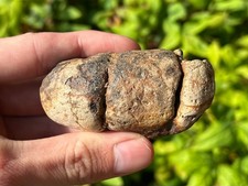 NICE Fossil Mosasaur Coprolite Poop Texas Ozan Formation Dinosaur Cretaceous