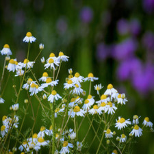 Matricaria chamomilla (Wild Chamomile) Seeds | Garden Flowers •Wildflower Meadow