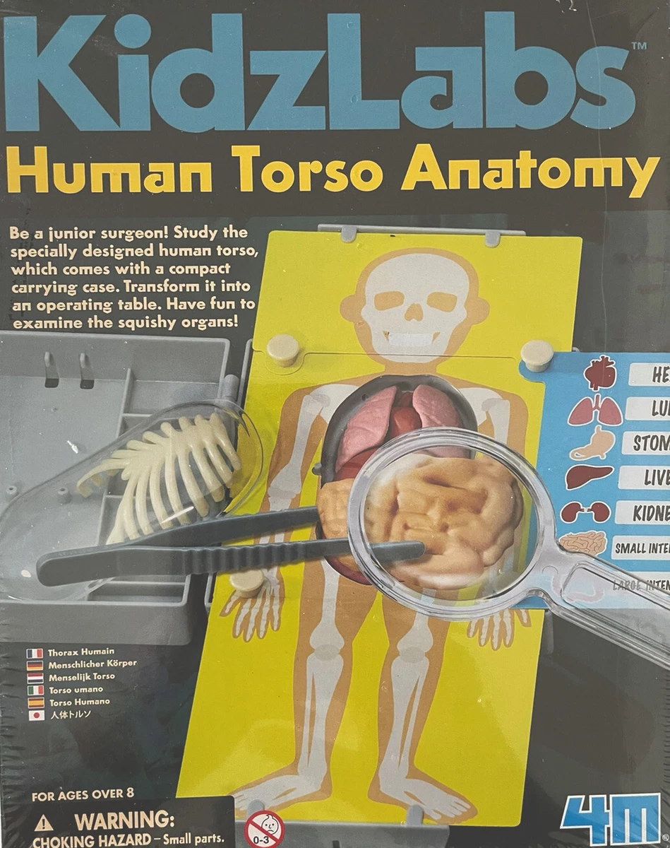 Kidz labs human torso anatomy sales