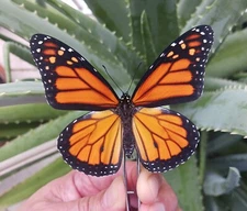 LOT OF 10 DANAUS PLEXIPPUS MONARCH NEW MALE & FEMALE UNMOUNTED WINGS CLOSED.