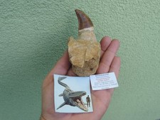 schöner Zahn vom Mosasaurus mit einem Stück Kiefer aus Marokko