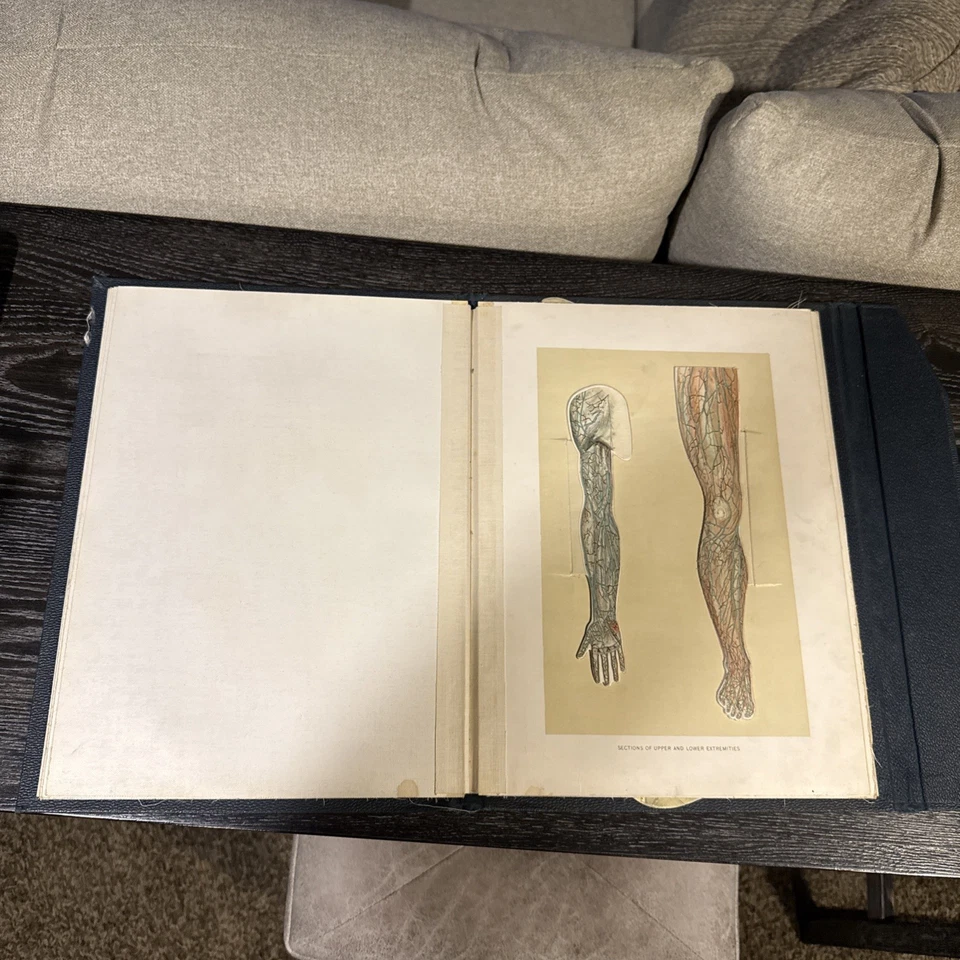 Ayuda anatómica del embalsamador, finales del siglo XIX Foto 3 de 4