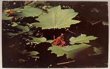 Devil's Club, Flowering Bush, Alaska, Plant Postcard