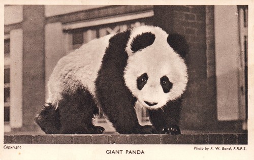 Giant Panda Gardens of the Zoological Society London Panda Bear Animal Postcard