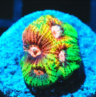 Corals of Eden WYSIWYG Live Coral Frag ~ Peace and War Favia Coral LPS SPS — photo 2