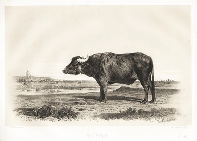 Buffalo Buffalo cow cows cattle cow cows heliograph 1860