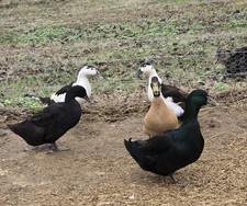 6 Fertile Duck Hatching Eggs - BYM Cayuga, Magpie, Khaki Campbell Pre-order