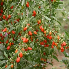 Lycium chinense GOJI BERRY Shrub SEEDS!
