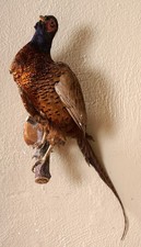 Alter Jagdfasan Pheasant Taxidermy