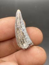 1.12'' / 2.8cm Quality Crocodile Fossil Tooth - Niger