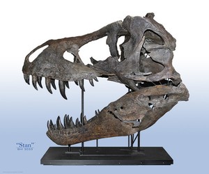 Life Size Real Tyrannosaurus Rex Fossil Skull Print Full Color