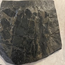 Calamities Fossil Horsetail. Carboniferous Period 298-323 Million Years Old