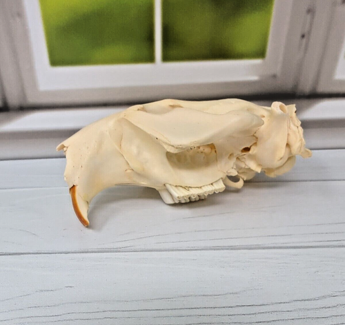 American Beaver Skull Replica - Animal Craft Unique Art Head Replicas - Picture 11 of 13