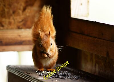 Foto 12x8 Im Versteck Sandown im Naturschutzgebiet Alverstone Mead, die c2012