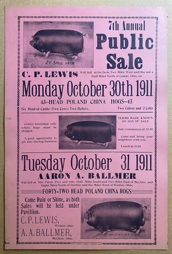 1911 Ohio Farm Auction Illustrated Broadside Poster Poland China Hogs Antique