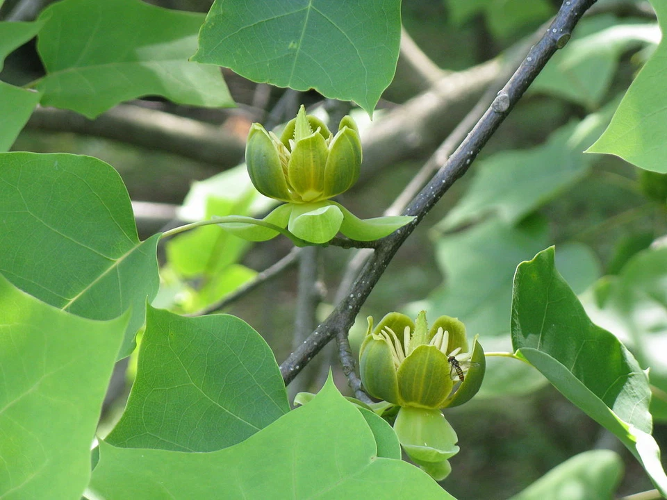 Chinese Tulip Tree (Liriodendron chinensis) 25 Seeds - Image 4 of 4