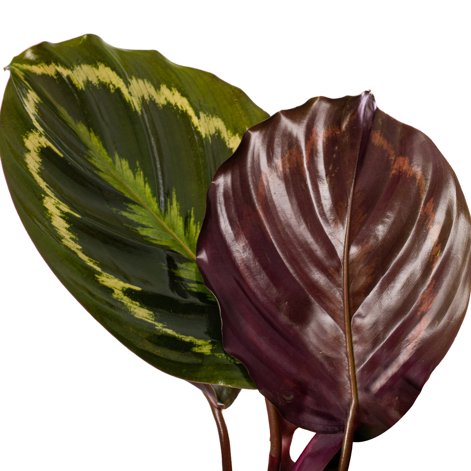Calathea Medalion Large Indoor House Plant Real Evergreen Tall Big Rare