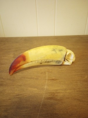 Keel-billed Toucan Skull