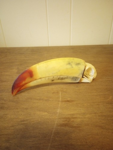 Keel-billed Toucan Skull
