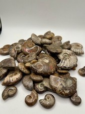 56 Top Quality Iridescent Ammonite Fossil, Mahajanga, Madagascar, 2lbs