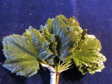 Vintage Green 1" Maple Leaves 24pc Bunch Millinery Artificial Leaf Lot Y96