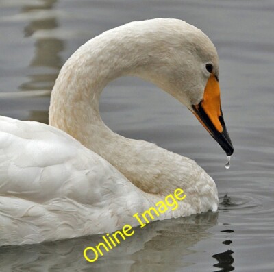 Photo 6x4 A whooper swan at Caerlaverock Wetland Centre Eastpark/NY0565  c2013