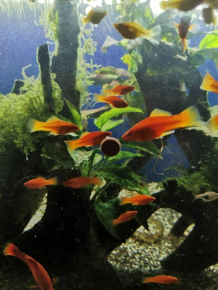 Biozym Fish Food Stick on Glass For Shrimp, Cichlid, Small Tropical Fish 110g - Image 4 of 4