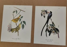 2 Audubon Octavo Birds 1st Ed Flycatcher Pl 52 & Warbler Pl 88 Book Prints