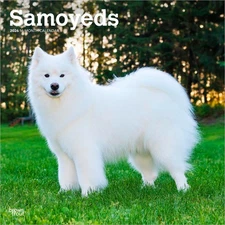 Samoyeds | 2026 12x24" (Hanging) Monthly Square Wall Calendar | Plastic-Free